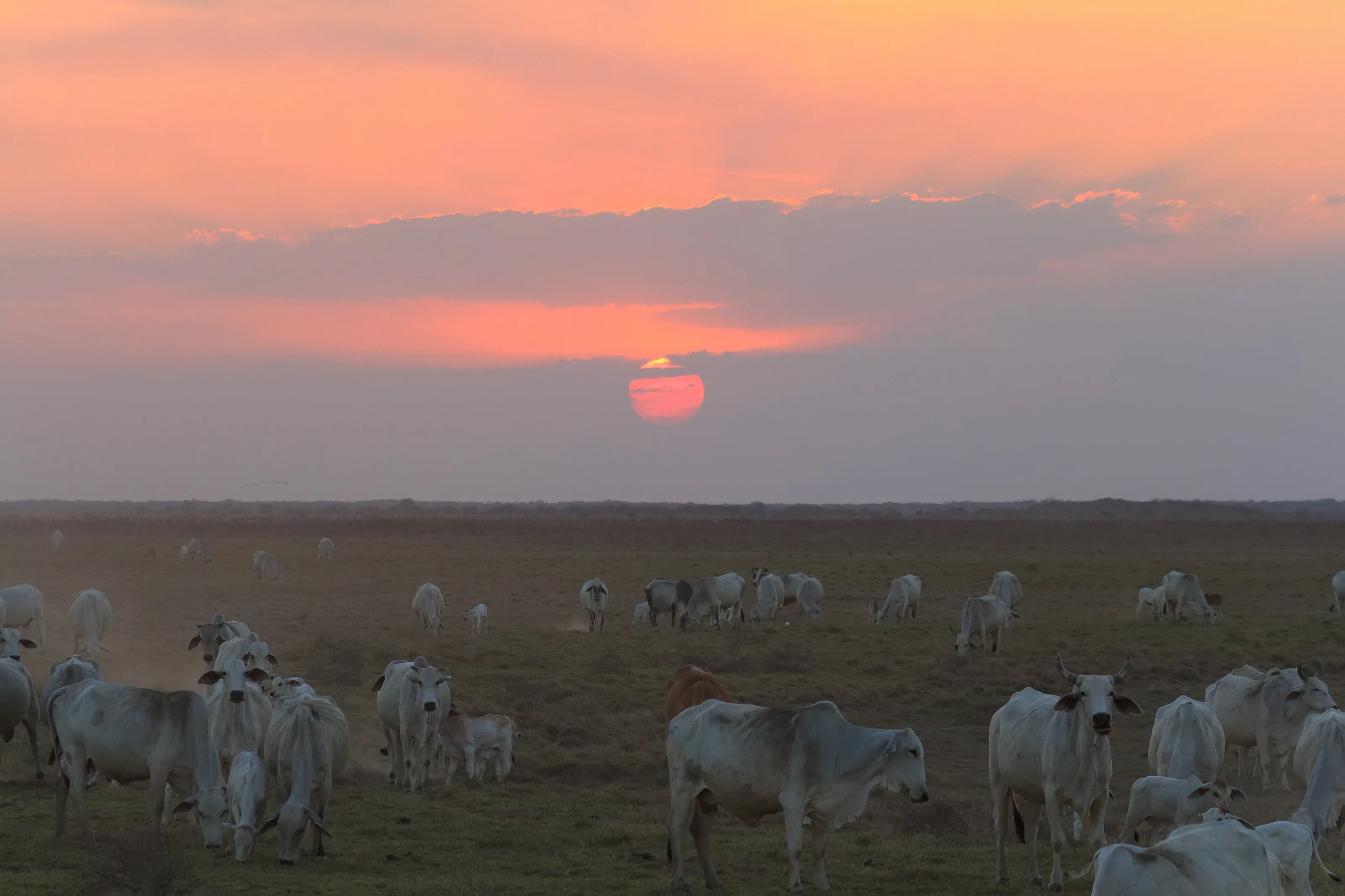 Ganado cebú pastando al atardecer en los llanos de Apure