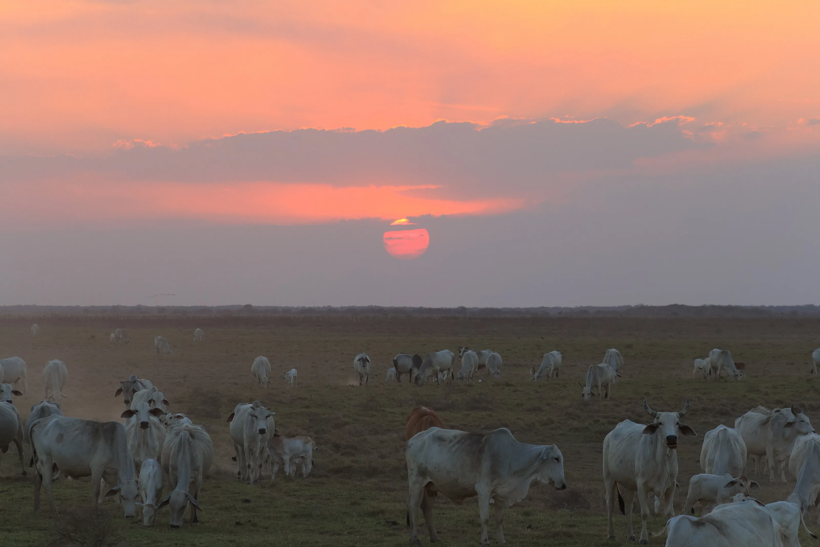 Ganado cebú pastando al atardecer en los llanos de Apure